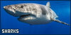 A sharks fanlisting button