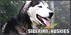 A Siberian Huskies fanlisting button