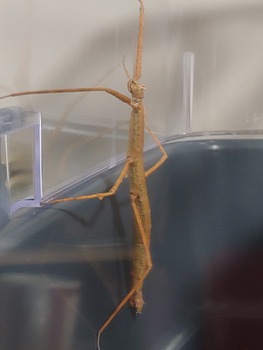 An image of my stick insect Otto