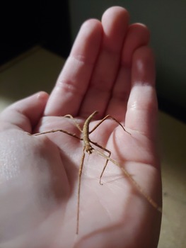 An image of a stick insect nymph in the palm of my hand